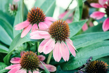 Pink Coneflower In Summer Bliss 