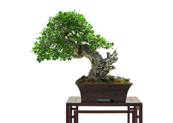 boxwood tree bonsai in pot on small wooden table on white background.