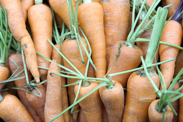 bunch of carrots