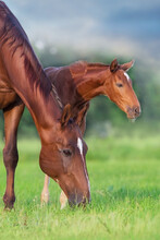 Foal With Mare Close Up Portrait In Green Field Against Beautiful Sky