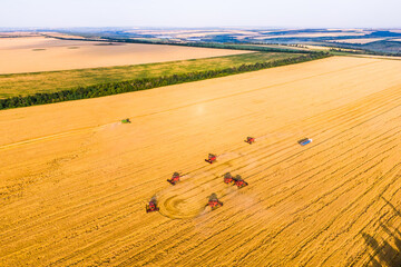 wheat harvesting process. Combines work in the field. Aerial drone photo