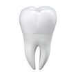 © Photojulia - Healthy large molar on a white background. 3d rendering.