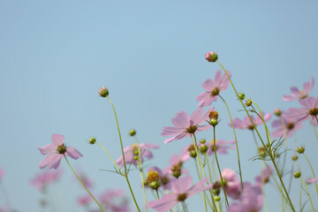 Wall Mural - Delicate pink cosmos flower with blue sky