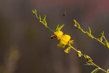 Bee On Yellow Flower And Another Bee Flying Background​