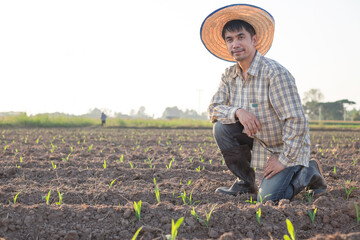 Asian farmer man sitting at farm watching produce