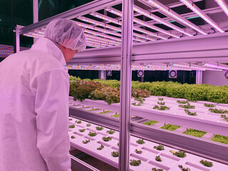 Sticker - Vertical farm researcher takes care of vegetables growing on vertical farm.