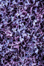 Lilac Blossom Petals Ingredient Pattern