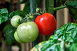 Reife und unreife Tomaten am Strauch ( Solanum lycopersicum ).
