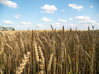 Golden wheat field against the background of the summer sky.