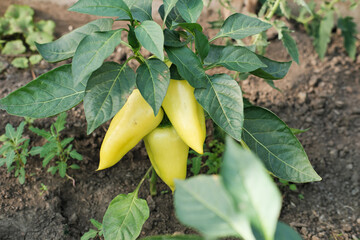 bell peppers growing in the greenhouse. autumn harvesting and gardening concept. farmer's vegetables. local veggies production