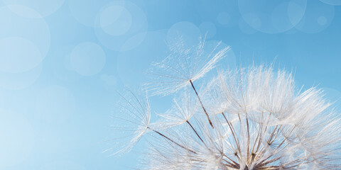 White fluffy dandelion on soft blue sky with copy space. Beautiful flower with fly seeds close up. Abstract nature