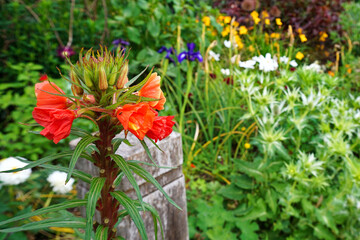 Poster - Blooming red evening primrose flowers in the garden