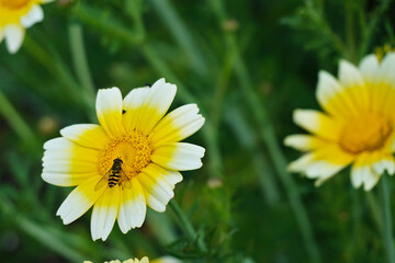 Poster - Fly on blooming garland chrysanthemum flowers in the garden