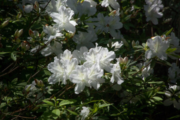 Wall Mural - White Azalea outdoors