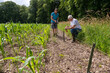 Pose et entretien de clotures électriques contre les sangliers autour d'un champ de maïs en bordure de forêt