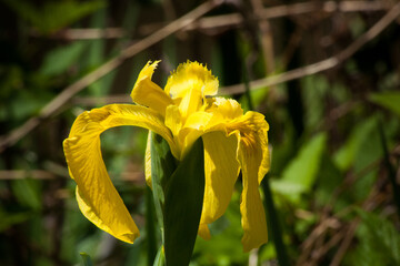 Wall Mural - Yellow Canna Lily