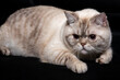 British shorthair cat lies on the floor. tabby color. black background. Close-up portrait