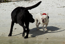 A Large Black Dog Circling A Small White Dog On Beach. Two Dogs Greet Each Other.