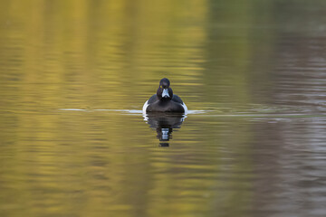 Aufkleber - A minimalistic image of a tufted duck,  Aythya fuligula, as it swims towards the camera