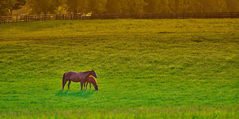 Wall Mural - Mare and foal grazing on fresh green grass at sunset.