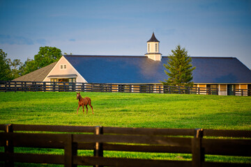 Wall Mural - Young thoroughbred foal in a field with horse barn in the background.