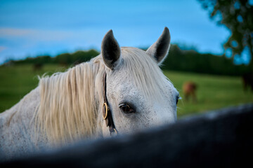 Wall Mural - White horse staring over fence railing.