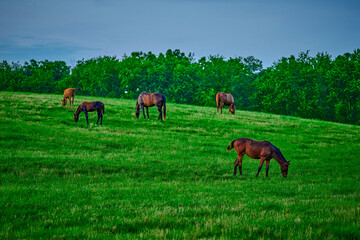 Wall Mural - Thoroughbred horse gazing in a field at dusk.