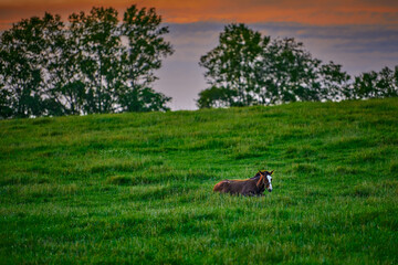 Wall Mural - Young colt laying in grassy field at sunset.