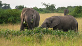 Fototapeta Sawanna - African elephant, Loxodonta africana