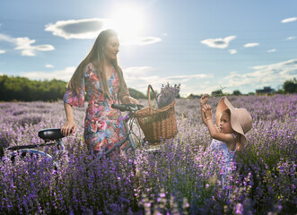 Mom and girl with bicycle in the lavender field