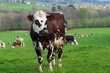 Animal ferme vache 551