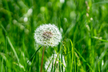 Sticker - feld und blumen