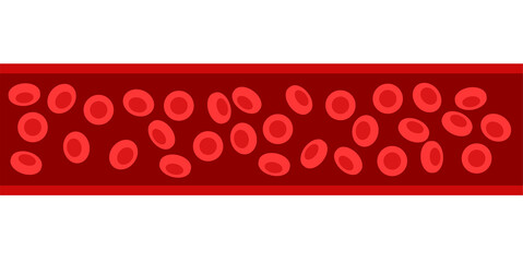 Canvas Print - erythrocytes in blood vessel