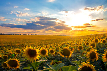 Large field of blooming sunflowers in sunlight. Agronomy, agriculture and botany