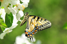 Closeup Of Canadian Tiger Swallow Tail Butterfly On Apple Blossoms In Alberta Canada