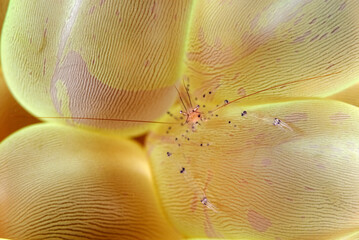 A picture of a Bubble coral shrimp