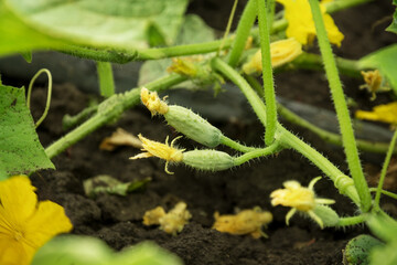 Wall Mural - Small cucumbers with inflorescence hangs on a stem with leaves in a garden.  Selective focus. Close-up.