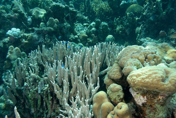 Wall Mural - A picture of the coral reef