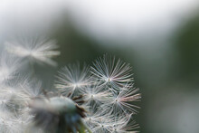 Macro Photo Of Dandelion Seeds