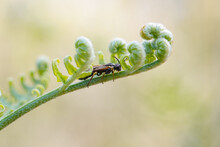 Macro Of A Wasp On A Baby Fern