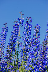blue sky and blue beautiful delphinium flowers