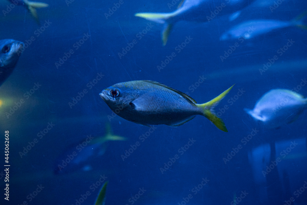 Obraz na płótnie Fish in Saint Petersburg Oceanarium, Russia w salonie