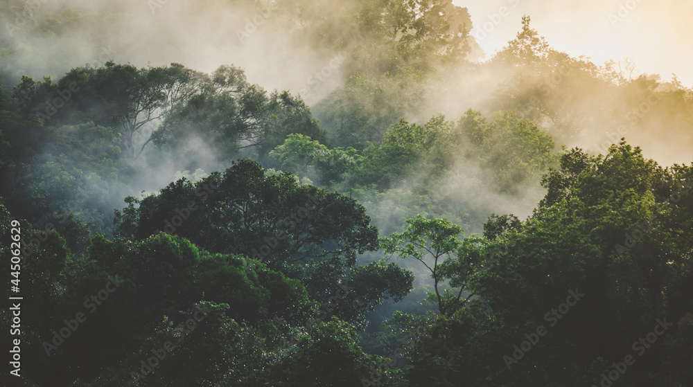 tropical rainforest landscape, forest scenic with jungle tree in green nature, beautiful wild wood foliage plant over the mountain, leaf with rain water, environment park background for travel - obrazy, fototapety, plakaty 