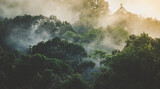 tropical rainforest landscape, forest scenic with jungle tree in green nature, beautiful wild wood foliage plant over the mountain, leaf with rain water, environment park background for travel