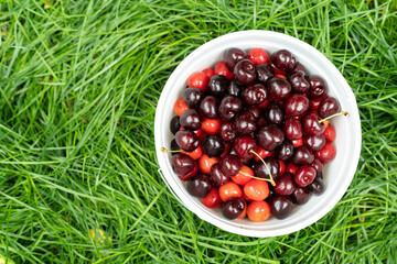 Wall Mural - Freshly picked cherries in a basket in the garden