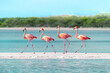 Four Flamingos walking across a sandbar in perfect unison