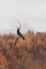 Glossy Black Cockatoo sitting in a tree