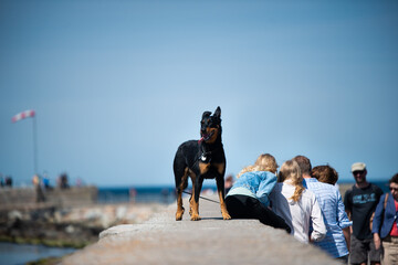 person with dog