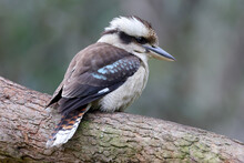 Laughing Kookaburra Perched On Tree Branch