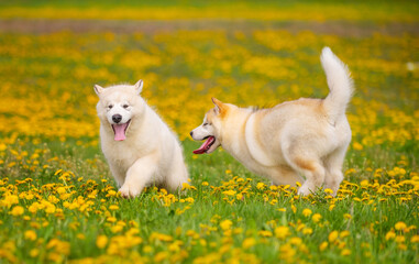 Two cute fluffy puppies of the Alaskan Malamute breed of light color run and play with each other in the park against the background of yellow dandelions.